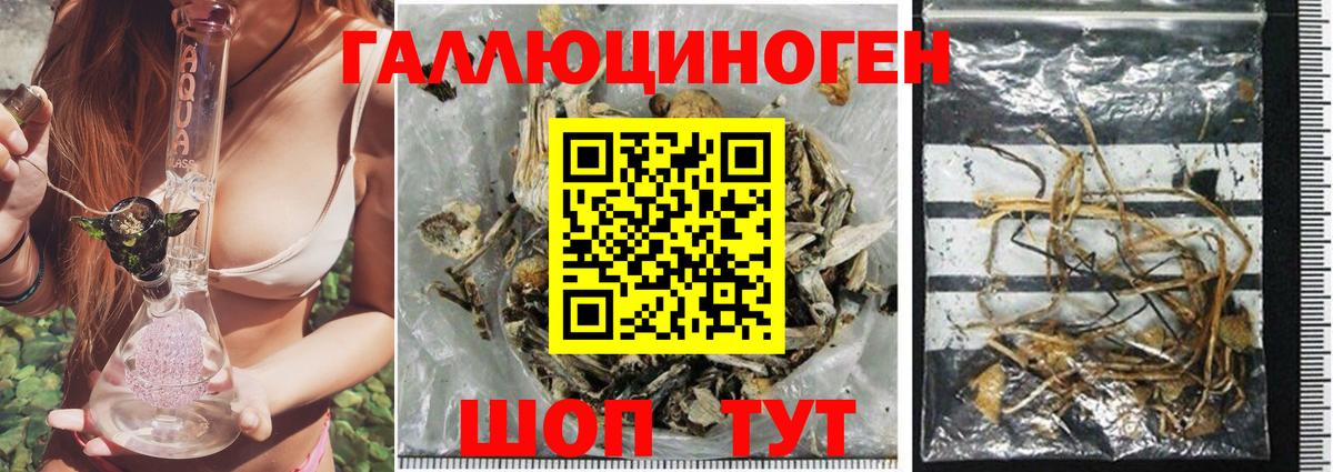 как найти   Псилоцибиновые грибы Psilocybine cubensis  Вход с VPN  Ейск 
